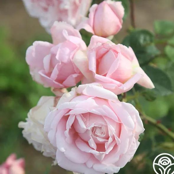 Heirloom Roses Fragrant Masterpiece™ Discount