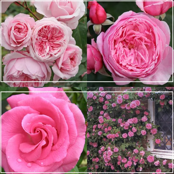 Heirloom Roses Fragrant Pink Climber Collection Best