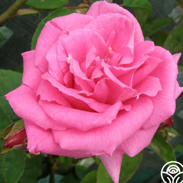 Heirloom Roses Fragrant Pink Climber Collection Best