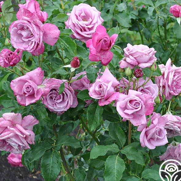 Heirloom Roses Fragrant Plum New