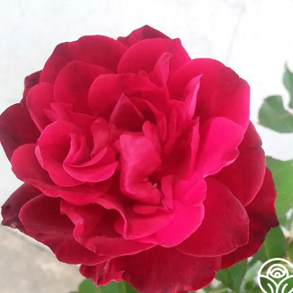 Heirloom Roses Francis Dubreuil Hot