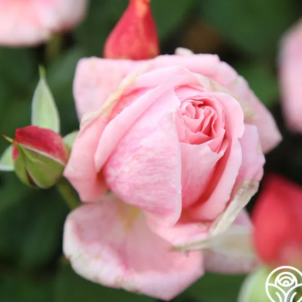 Heirloom Roses Freckles Sale