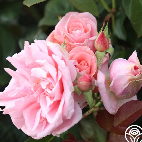 Heirloom Roses Freckles Sale