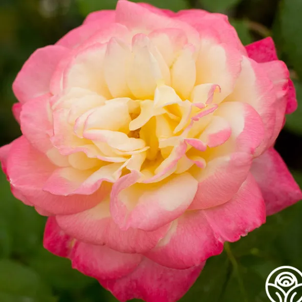 Heirloom Roses French Perfume™ Best