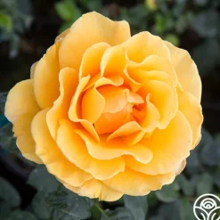 Heirloom Roses French Romance Hot
