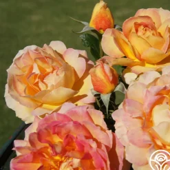 Heirloom Roses French Romance Hot