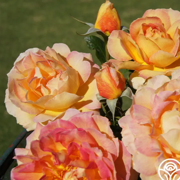 Heirloom Roses French Romance Hot