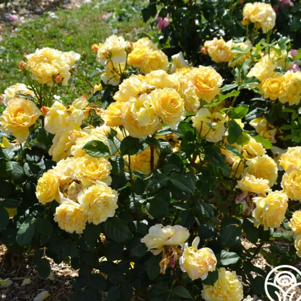 Heirloom Roses French Romance Hot