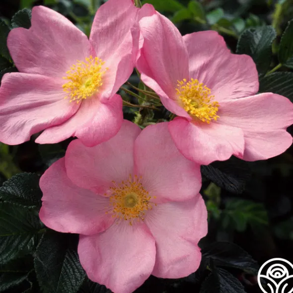 Heirloom Roses Fru Dagmar Hastrup New