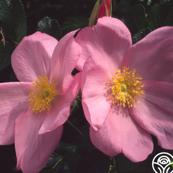 Heirloom Roses Fru Dagmar Hastrup New