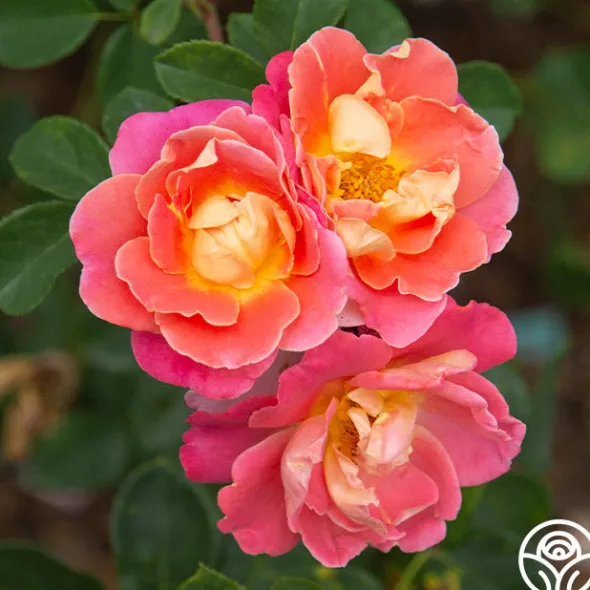 Heirloom Roses Fruity Petals™