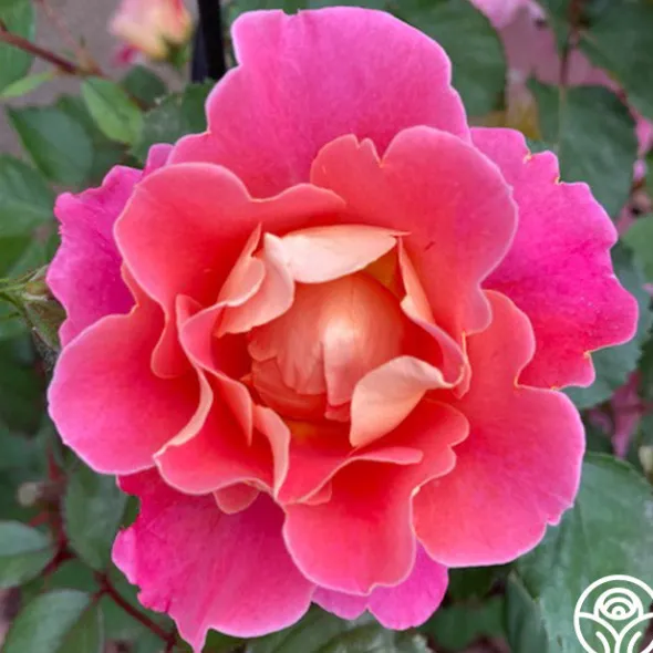 Heirloom Roses Fruity Petals™