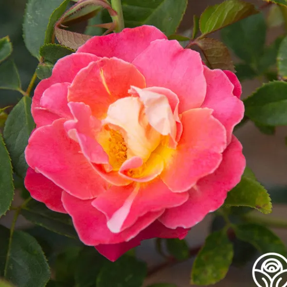 Heirloom Roses Fruity Petals™