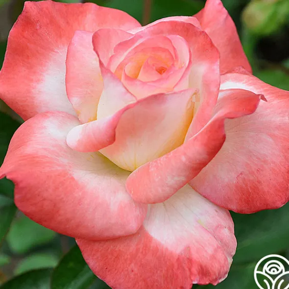 Heirloom Roses Gemini® Best