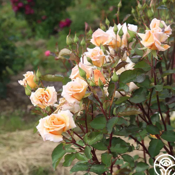 Heirloom Roses Gentle Persuasion™ Best