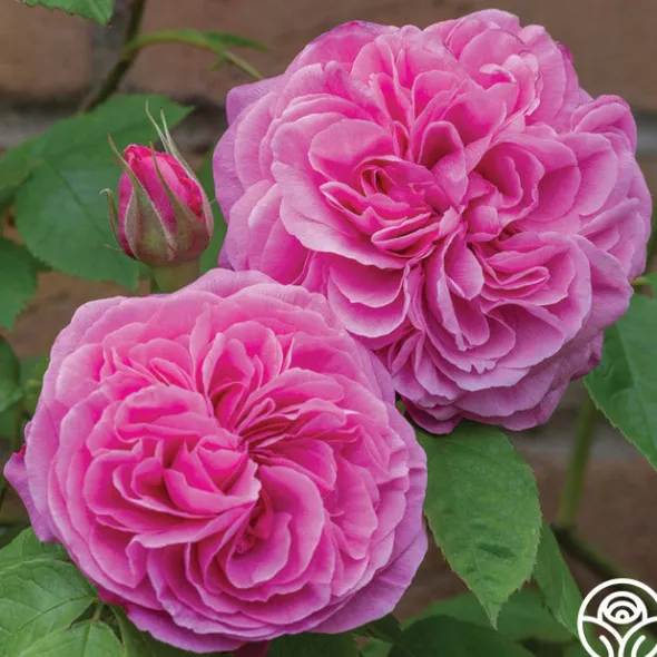 Heirloom Roses Gertrude Jekyll® Sale
