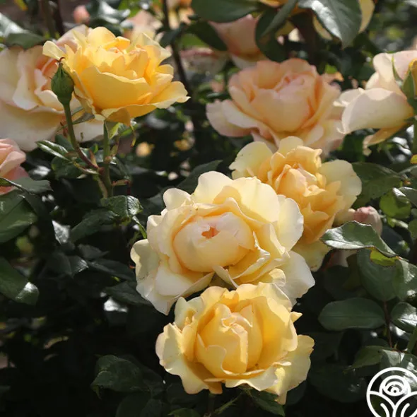 Heirloom Roses Gold Struck™ New