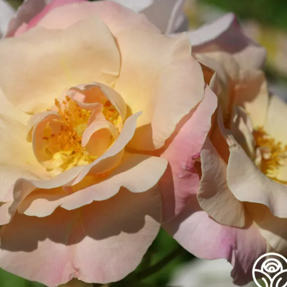 Heirloom Roses Golden Blush New