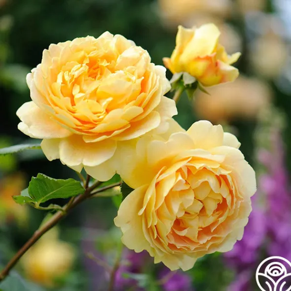Heirloom Roses Golden Celebration® New