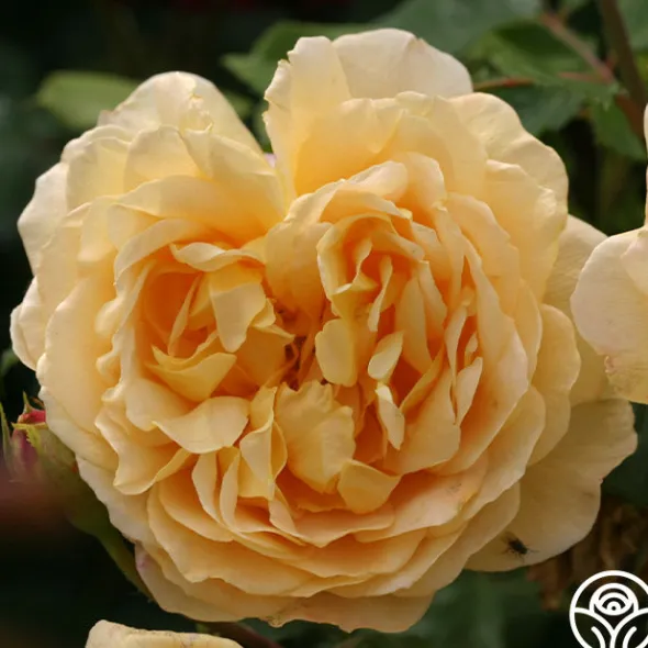 Heirloom Roses Golden Celebration® New