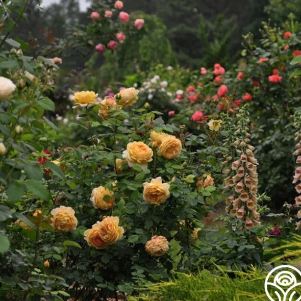 Heirloom Roses Golden Celebration® New