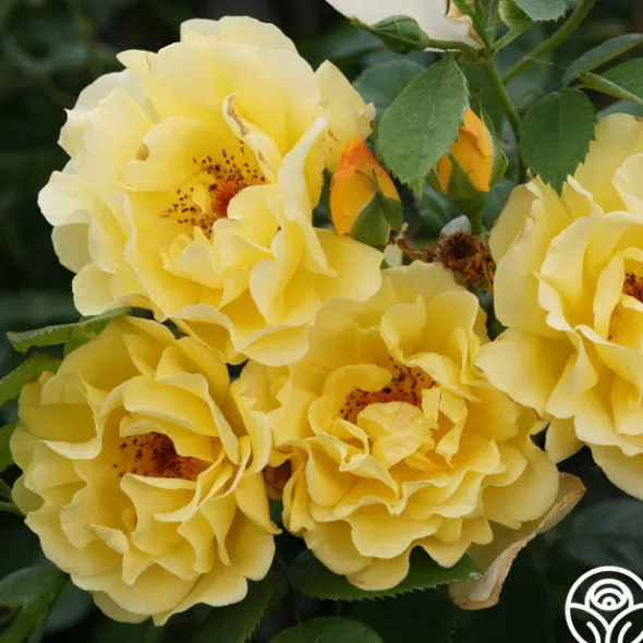 Heirloom Roses Golden Gate™ Hot
