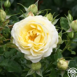Heirloom Roses Good Ol' Summertime™