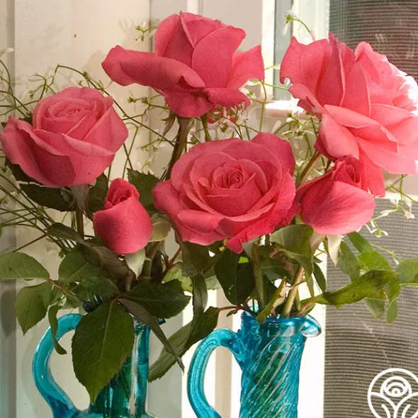 Heirloom Roses Grandma's Blessing Outlet