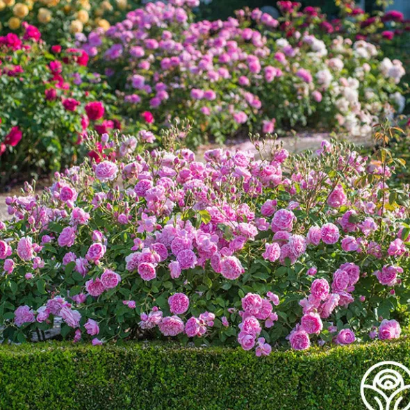 Heirloom Roses Harlow Carr™ Best