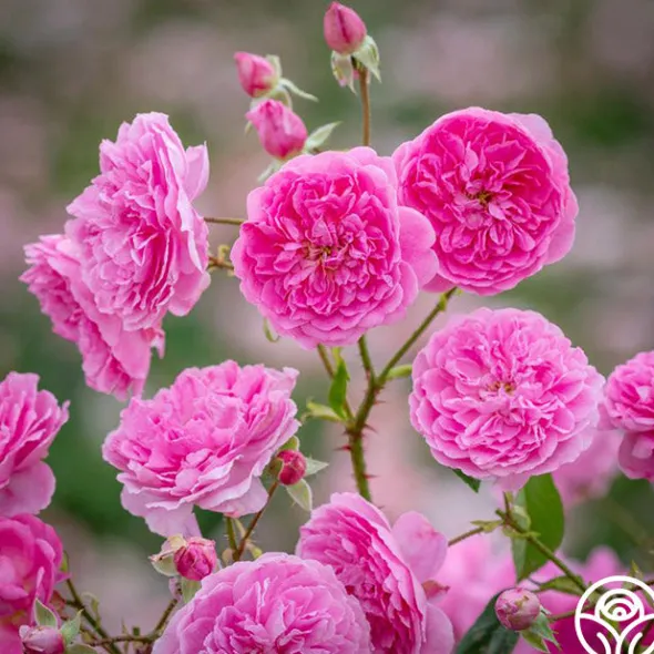 Heirloom Roses Harlow Carr™ Best