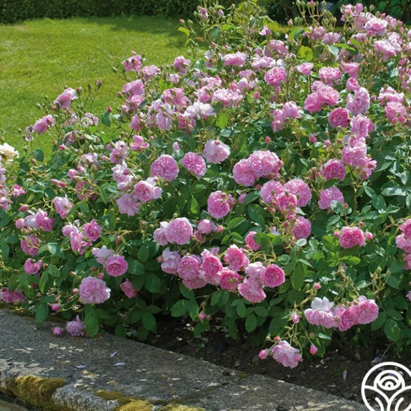 Heirloom Roses Harlow Carr™ Best