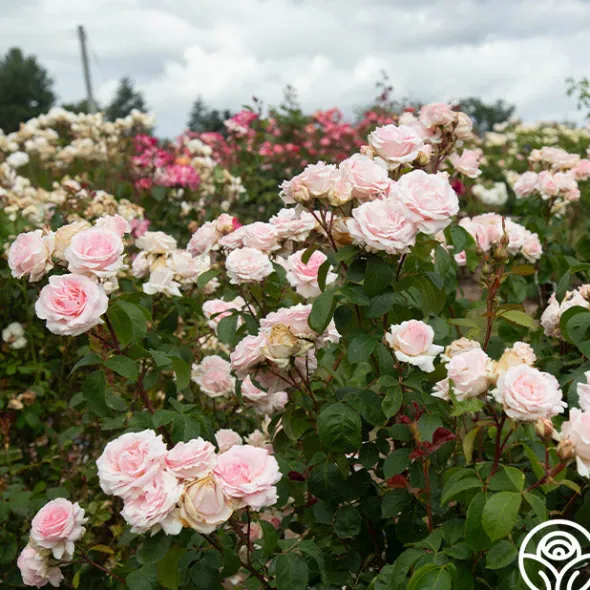 Heirloom Roses Hawkeye Belle Clearance