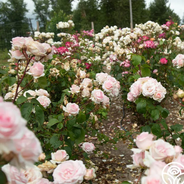 Heirloom Roses Hawkeye Belle Clearance