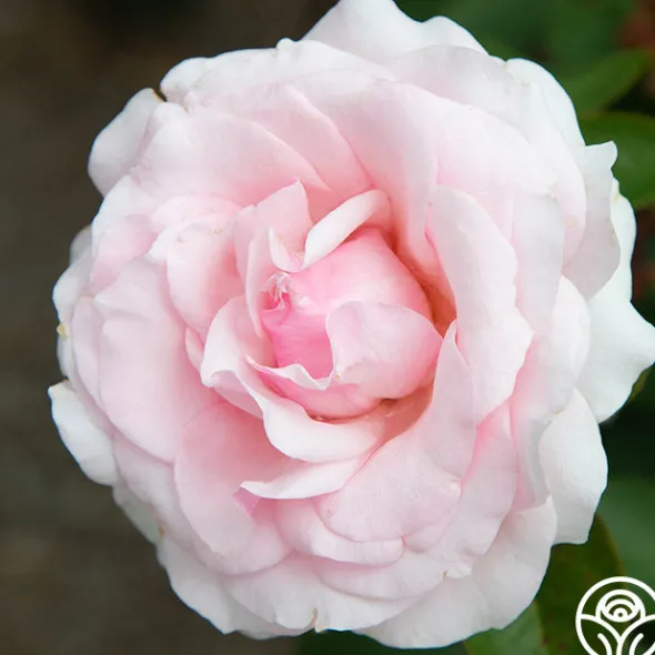 Heirloom Roses Hawkeye Belle Clearance