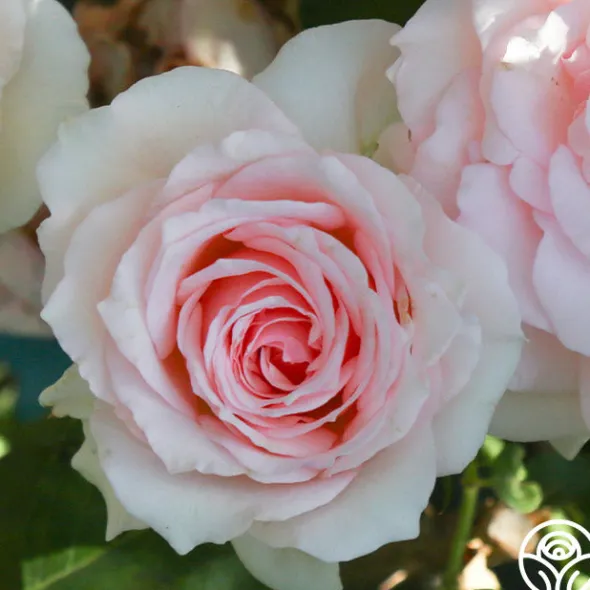 Heirloom Roses Hawkeye Belle Clearance