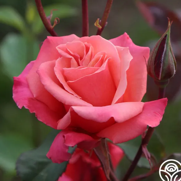 Heirloom Roses Honeysweet Hot