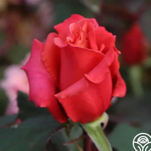 Heirloom Roses Honeysweet Hot
