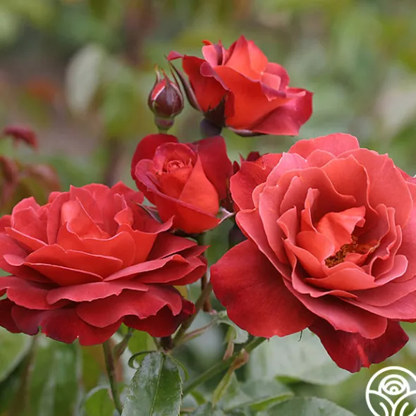 Heirloom Roses Hot Cocoa™ Outlet