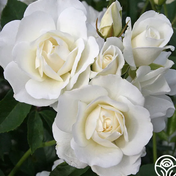 Heirloom Roses Iceberg® Online