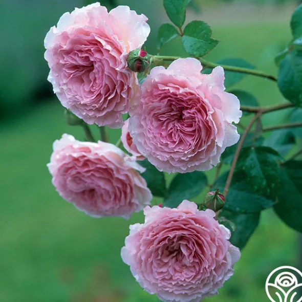 Heirloom Roses James Galway® Online