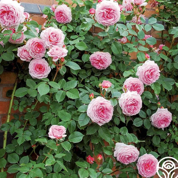 Heirloom Roses James Galway® Online