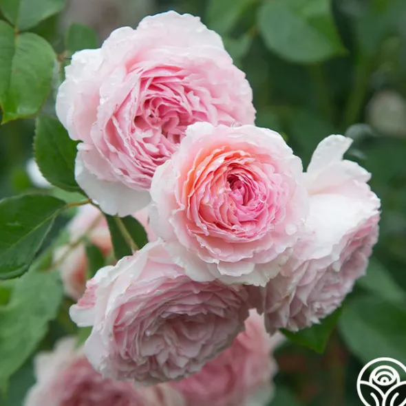 Heirloom Roses James Galway® Online
