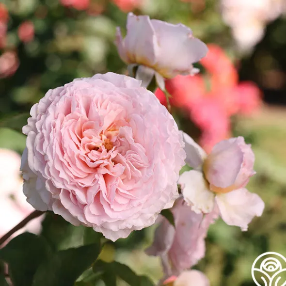 Heirloom Roses James Galway® Online