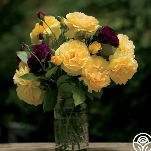 Heirloom Roses Julia Child™ Hot