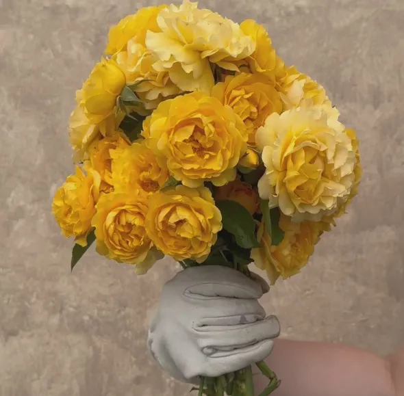 Heirloom Roses Julia Child™ Hot