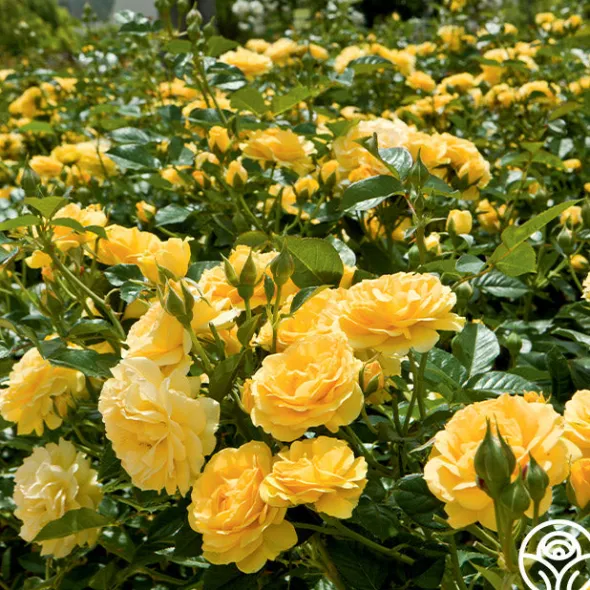 Heirloom Roses Julia Child™ Hot