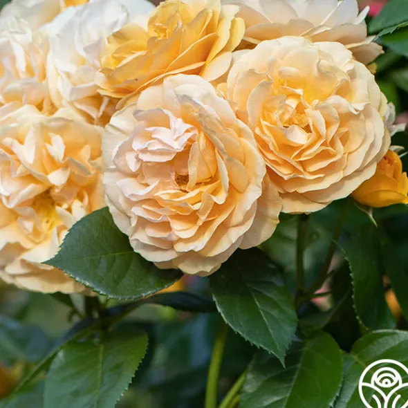Heirloom Roses Julia Child™ Hot