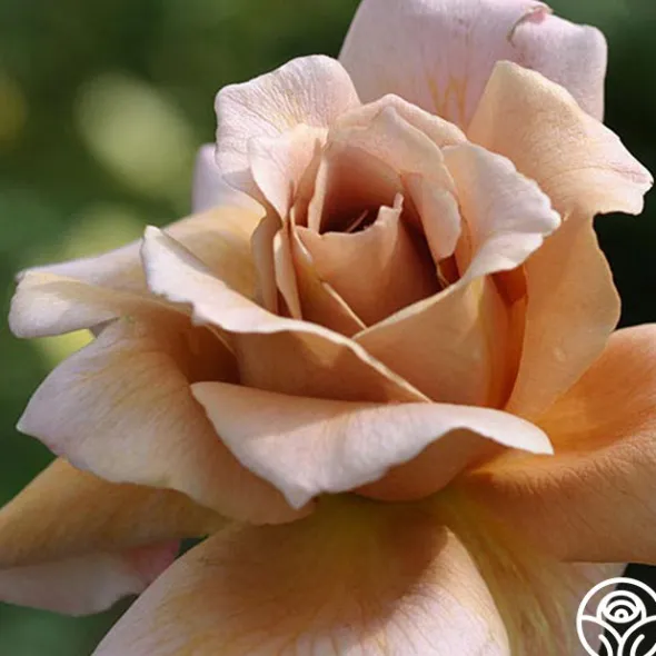 Heirloom Roses Julia's Rose® Online