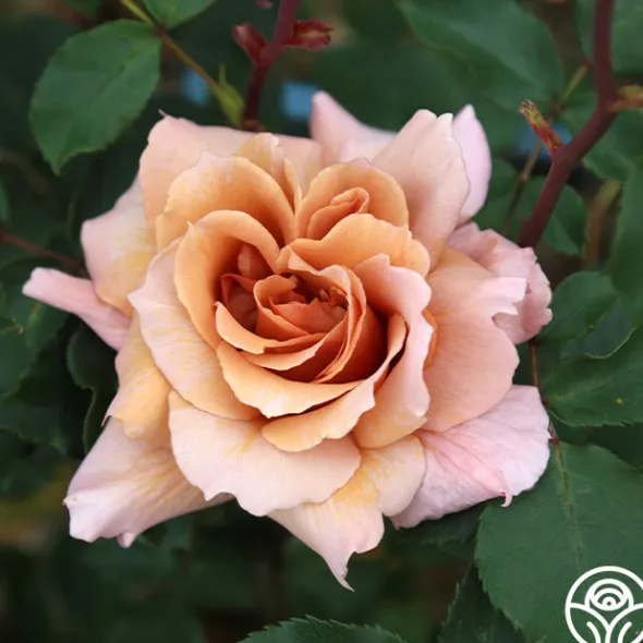 Heirloom Roses Julia's Rose® Online
