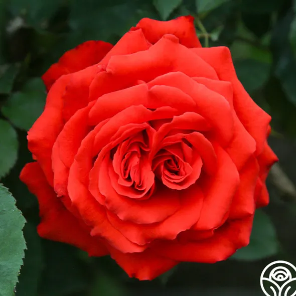 Heirloom Roses Kanegem